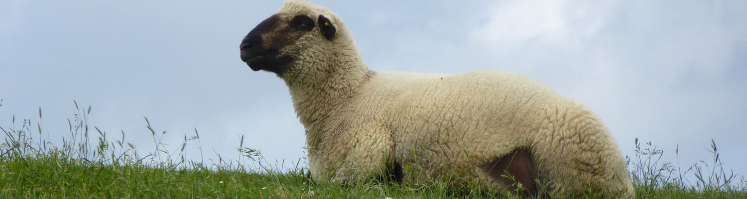 Schauf auf dem Deich